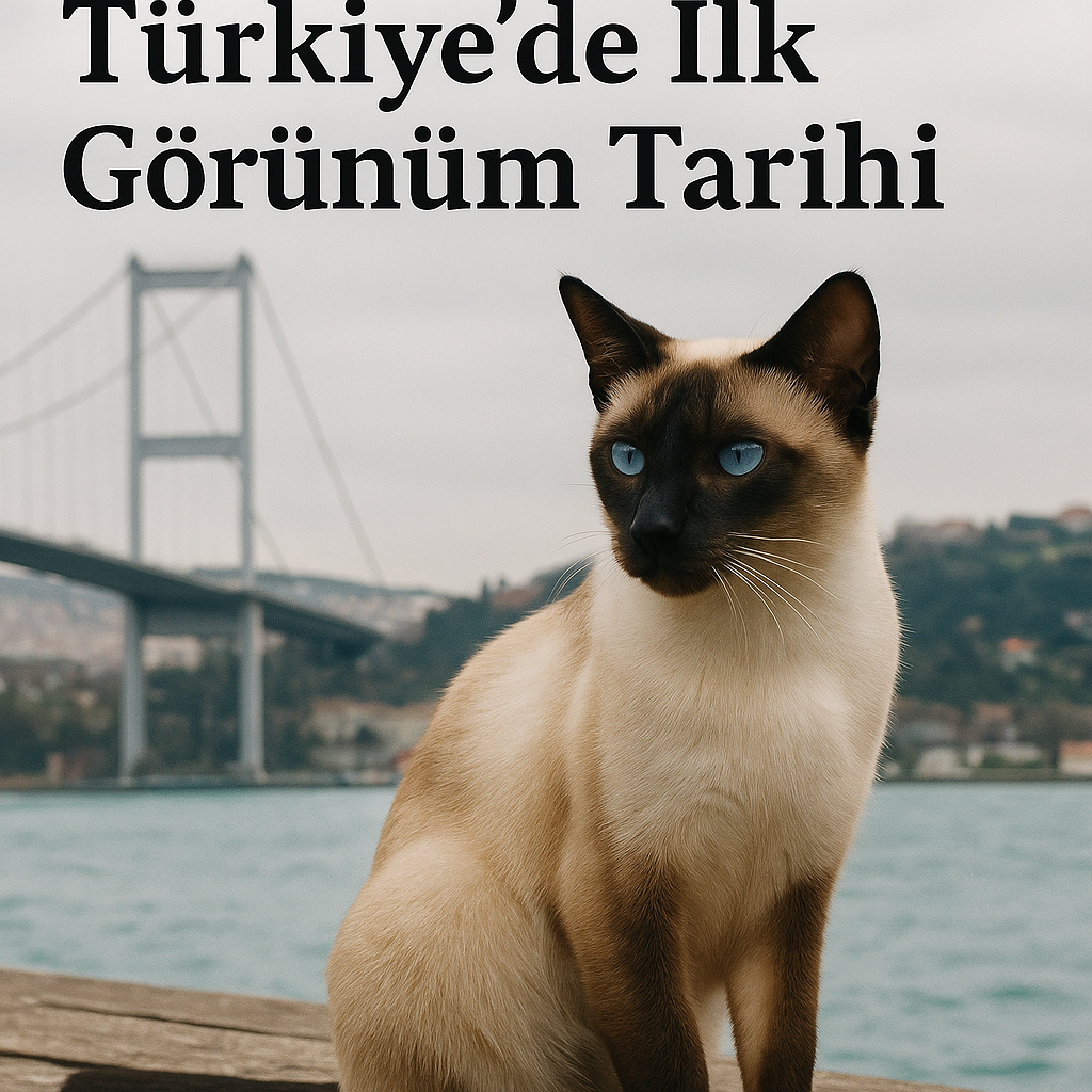 Siyam Kedileri: Türkiye’de İlk Görünüm Tarihi